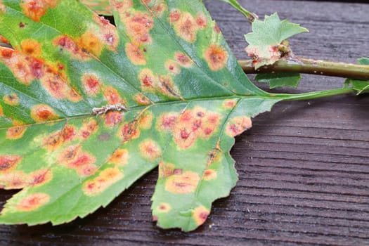 The front view of a leaf infected with juniper hawthron disease.