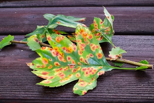 The front view of a leaf infected with juniper hawthron disease.