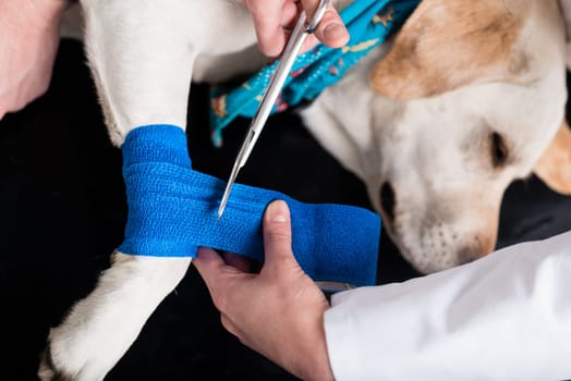 Elevated view of dog getting bandage after injury on his leg