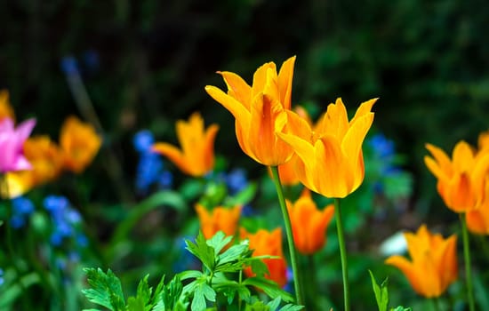 Blooming yellow tulip in a garden, photographed with a selective focus and a shallow depth of field, blurred background
