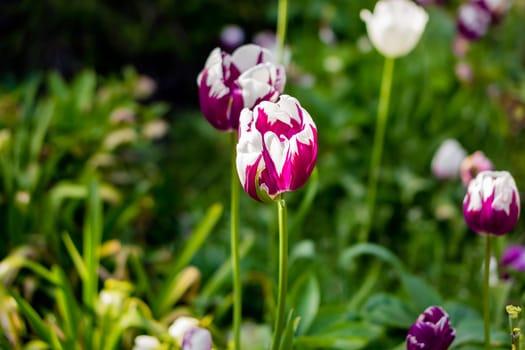 Blooming red and white tulip in a garden, photographed with a selective focus and a shallow depth of field, blurred background