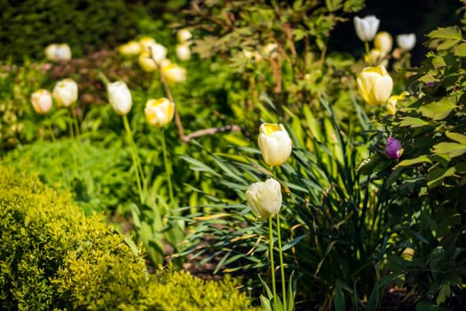 Blooming yellow tulip in a garden, photographed with a selective focus and a shallow depth of field, blurred background