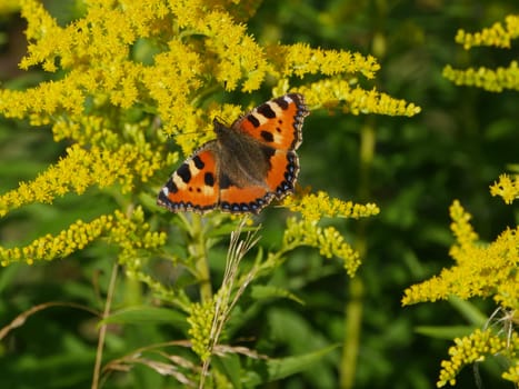 Butterfly urticaria sitting on  flowers in summer day, close up