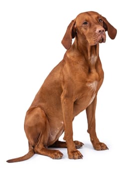 Hungarian Vizsla dog (magyar vizsla) isolated