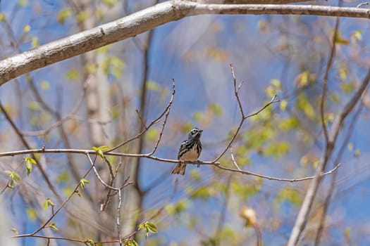 Black and White Warbler in a Tree in Copper Falls State Park in Wisconsin