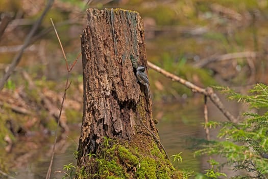 Black Capped Chickadee outside its nest in a Stump in Copper Falls State Park in Wisconsin
