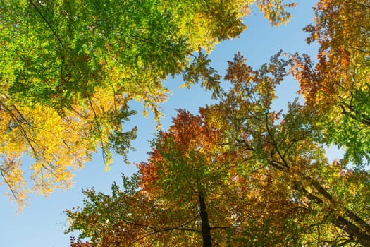Looking up into the treetops with autumnally colored foliage against blue sky in autumn.