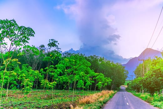 Para rubber tree with road, Latex rubber plantation and tree rubber in southern Thailand