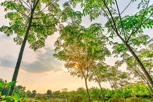 Plantation latrx rubber or para rubber tree or tree rubber with leaves branch in southern Thailand