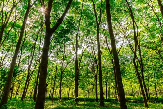 Para rubber tree, latex rubber plantation and tree rubber with sunbeam in southern Thailand