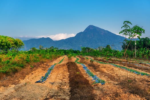 Para rubber tree with mountain, latex rubber plantation and tree rubber in southern Thailand