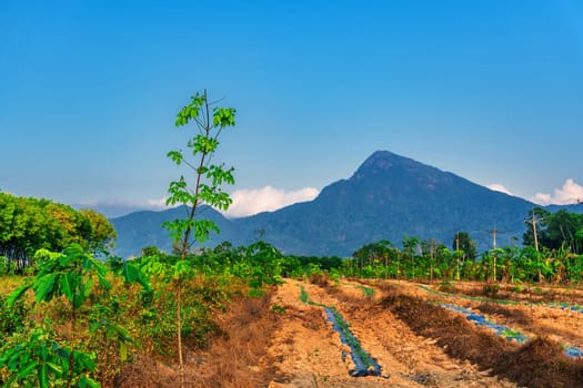 Para rubber tree with mountain, latex rubber plantation and tree rubber in southern Thailand