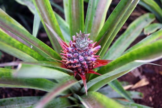 Close up of a pineapple in a cultivation in Azores Islands