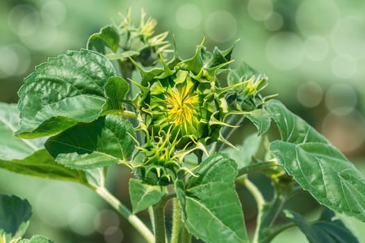 Young unblown sunflower  flower in spring