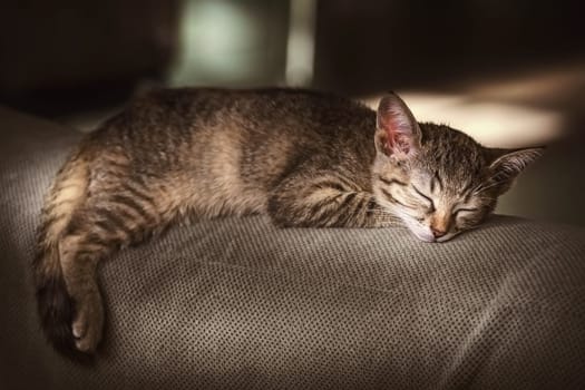 Close-up Portraite of Sleeping Outbred Kitten