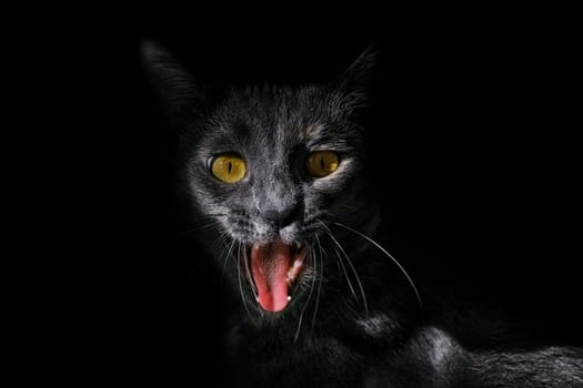 Portrait of an angry cat on a black background