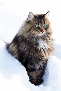 A pretty young brown-black Norwegian Forest Cat in winter in the snow