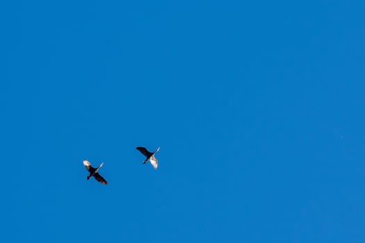 landscape of Camargues in the south of France. Ornithological nature reserve