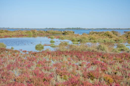 landscape of Camargues in the south of France. Ornithological nature reserve