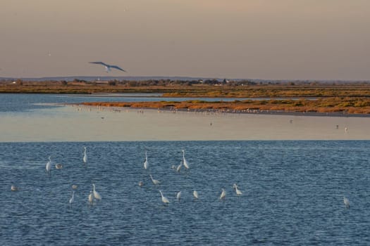 landscape of Camargues in the south of France. Ornithological nature reserve