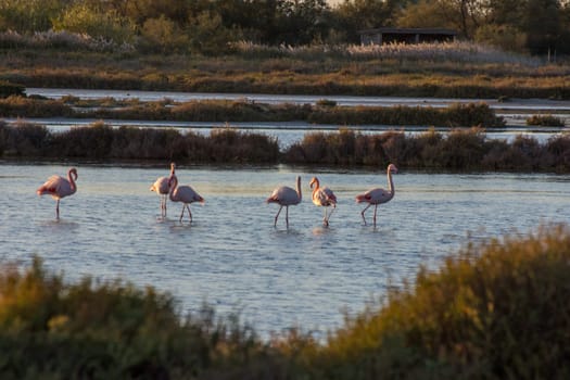 landscape of Camargues in the south of France. Ornithological nature reserve