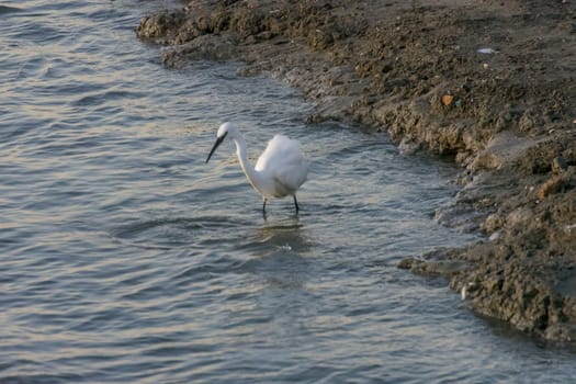 landscape of Camargues in the south of France. Ornithological nature reserve