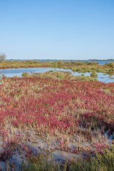 landscape of Camargues in the south of France. Ornithological nature reserve