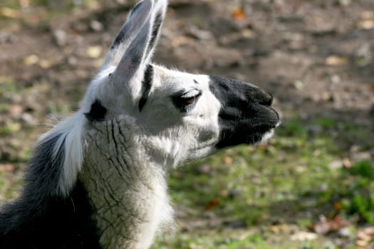 a portrait shot of a trusting Lama