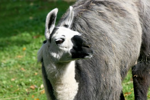 a portrait shot of a trusting Lama