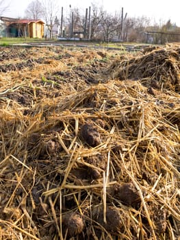 Sheep dung heap in a vegetable garden with copy-space