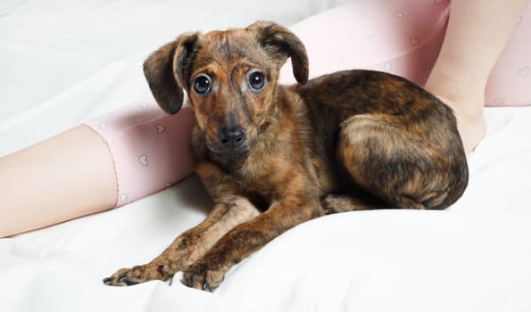 Brown puppy dog is resting and looking at camera.