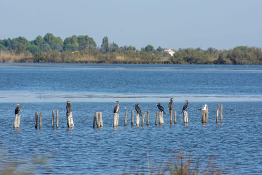 landscape of Camargues in the south of France. Ornithological nature reserve