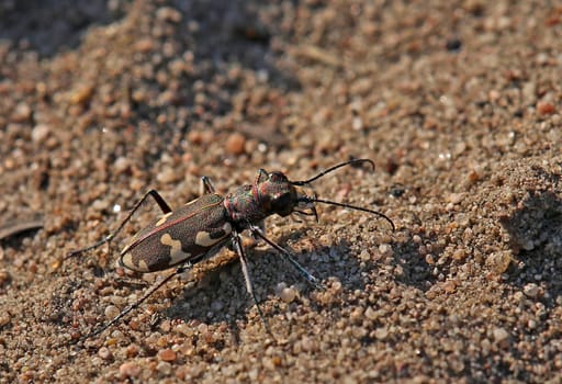 Dune ground beetle Cicindela hybrida from the Sandhausen inland dune