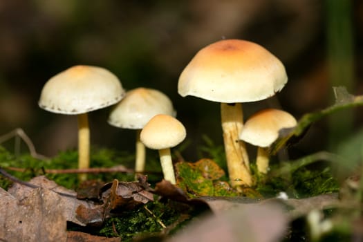 Mushrooms family in wild nature macro background fifty megapixels prints