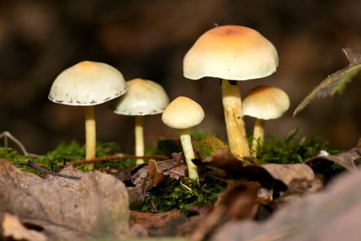 Mushrooms family in wild nature macro background fifty megapixels prints