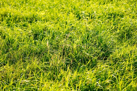 Grass macro background fifty megapixels  modern fine green art