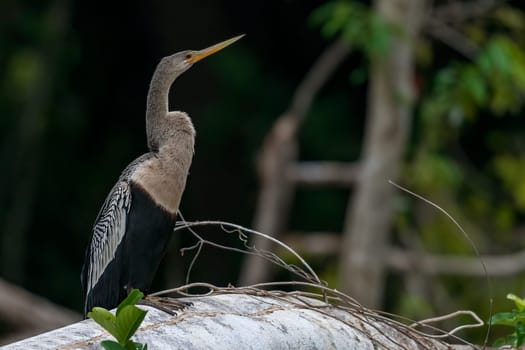 Anhinga or American snake-necked bird (Anhinga anhinga),Pantanal,Mato Grosso,Brazil