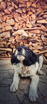 Close up vertical portrait of adorable black and white furry puppy looking up curious as laying down outdoors over a stack of logs background with copy space. Cute pet, obedient dog, best friend.