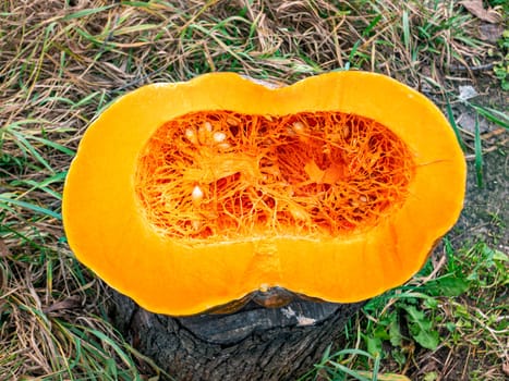 Orange pumpkin cut in half. Harvest. Place for text. Background image.