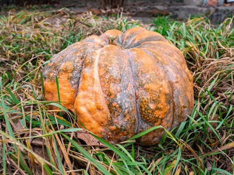 Orange pumpkin on the grass. Harvest. Place for text. Background image.