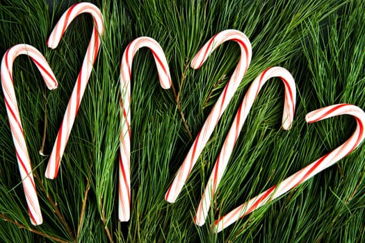 Candy canes on a bed of pine boughs