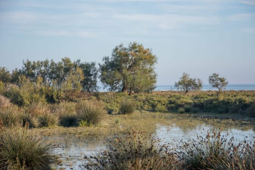 landscape of Camargues in the south of France. Ornithological nature reserve