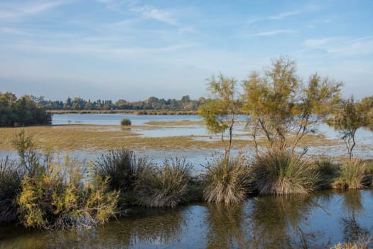 landscape of Camargues in the south of France. Ornithological nature reserve