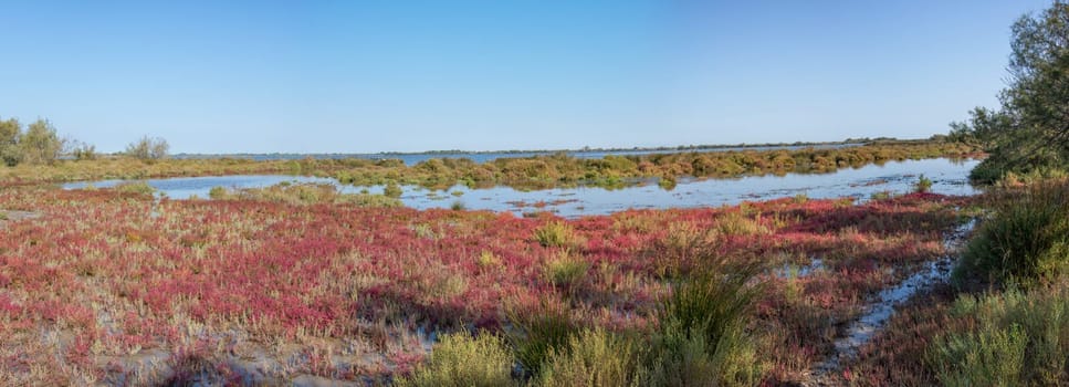 landscape of Camargues in the south of France. Ornithological nature reserve