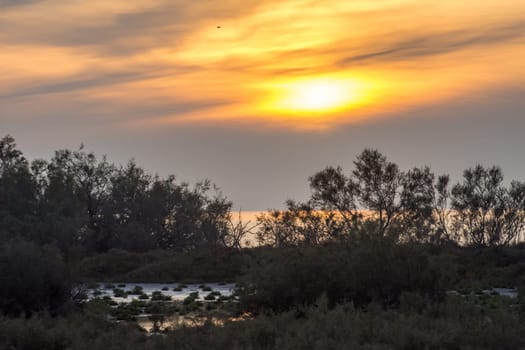 landscape of Camargues in the south of France. Ornithological nature reserve