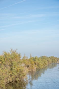 landscape of Camargues in the south of France. Ornithological nature reserve