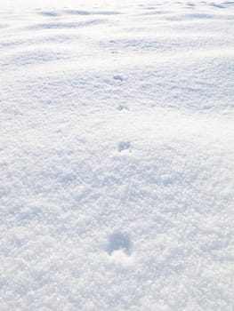 Fox tracks in the snow in the sunshine with fox paw prints