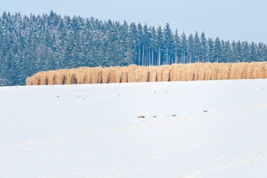 Miscanthus field in the snow in the sunshine with a snowy fir forest in the background.With copyspace.