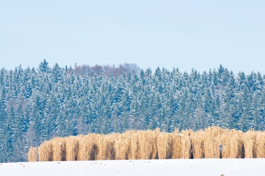Miscanthus field in the snow in the sunshine with a snowy fir forest in the background.With copyspace.