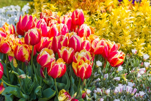 flowers in Keukenhof, Netherlands